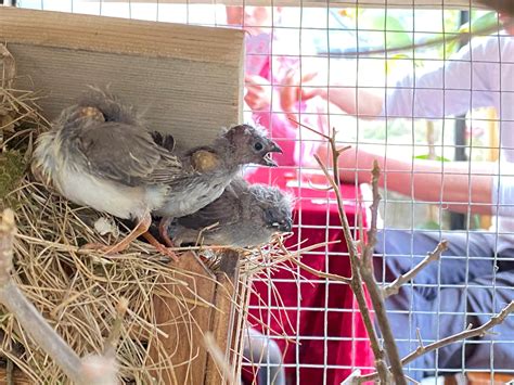 珍珠鳥幼鳥|珍珠鳥介紹，養殖技巧，以及區分公母，更生態養殖。。